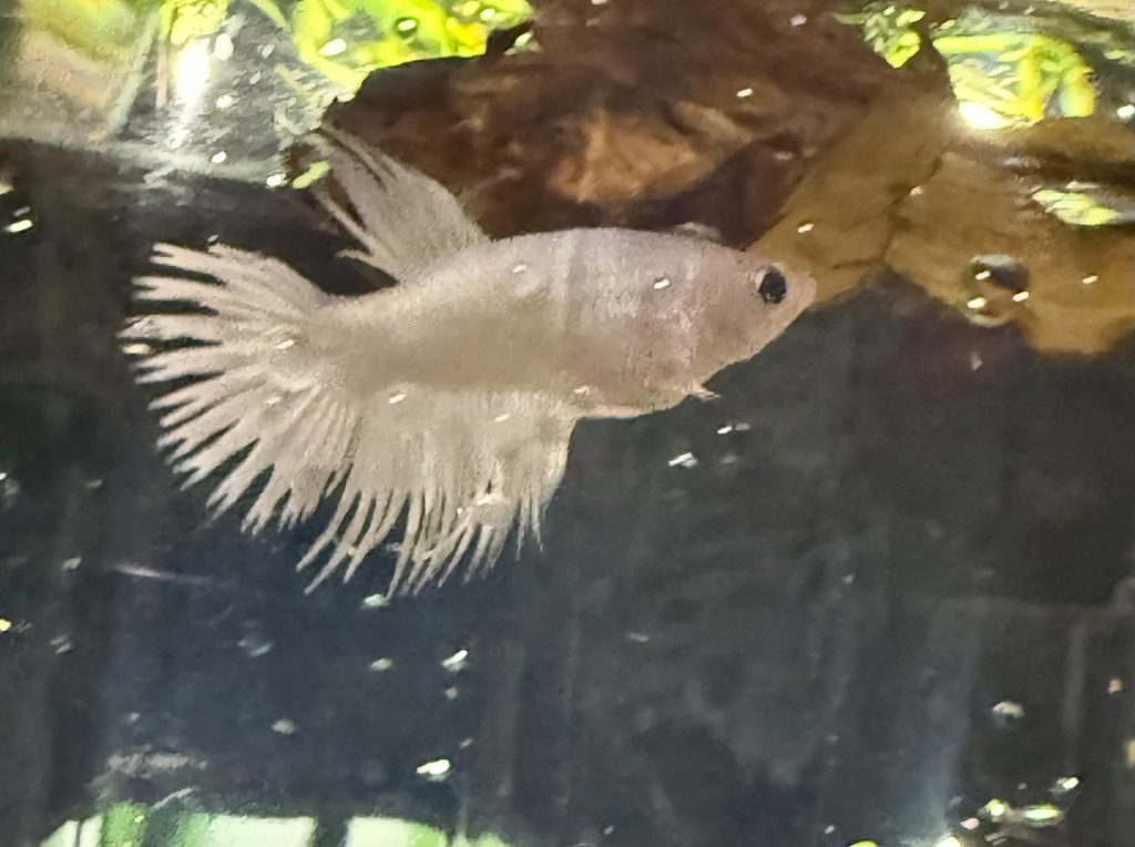 Cara Aklimatisasi Ikan Cupang Baru Tiba di Rumah Agar Tidak Stress dan Cepat Adaptasi