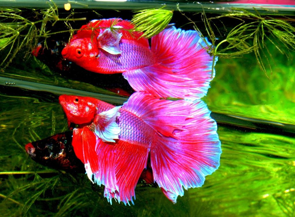 SNI Betta Fish Judging Standard Guide for Contest Preparation