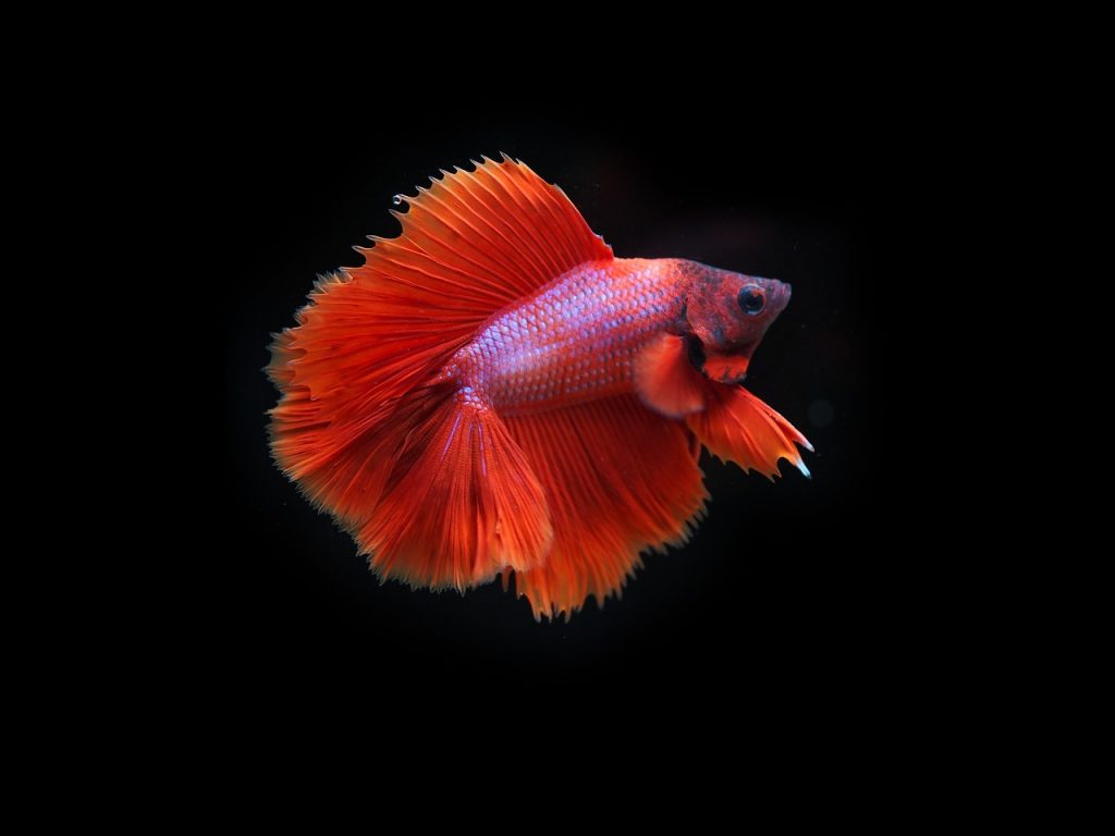 Genetic Experiment: Crossing Red Dragon Halfmoon Plakat with Blue Rim Betta for Unique Offspring