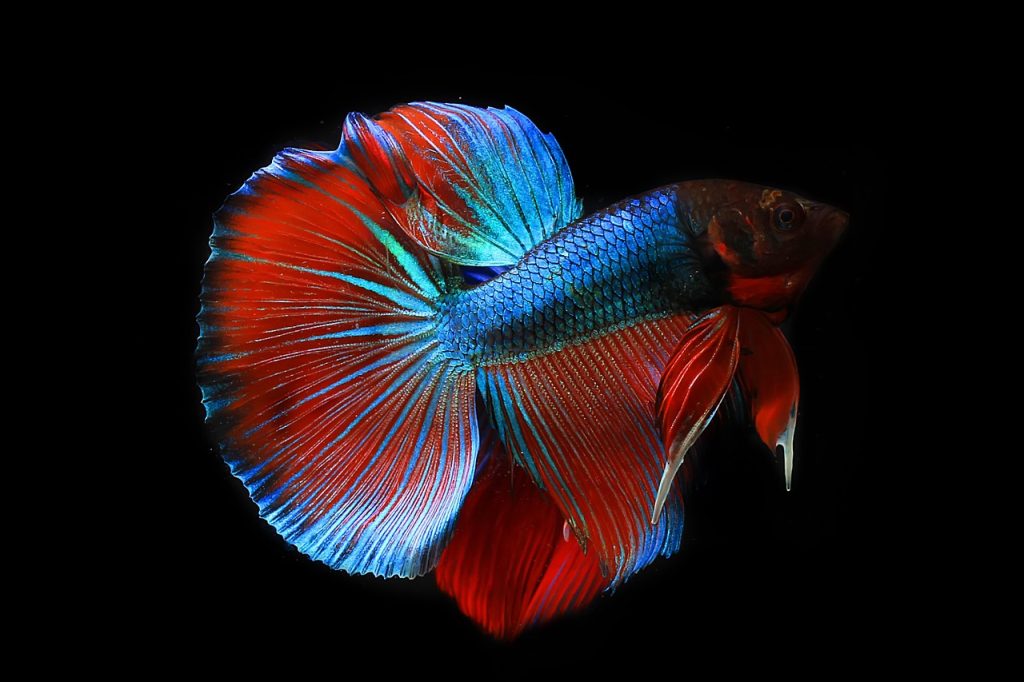 The Science Behind the Scales: Understanding Mendelian Law and Betta Fish Color Genetics