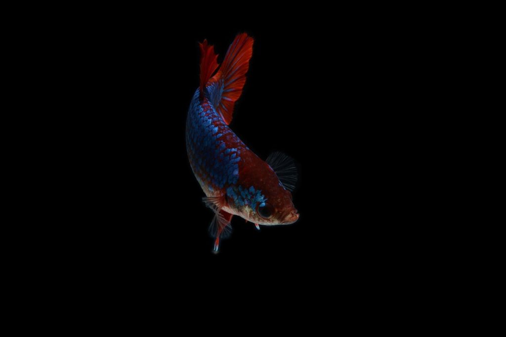 Halfmoon vs Plakat: Which Betta Fish Breed Is Best for Beginners?