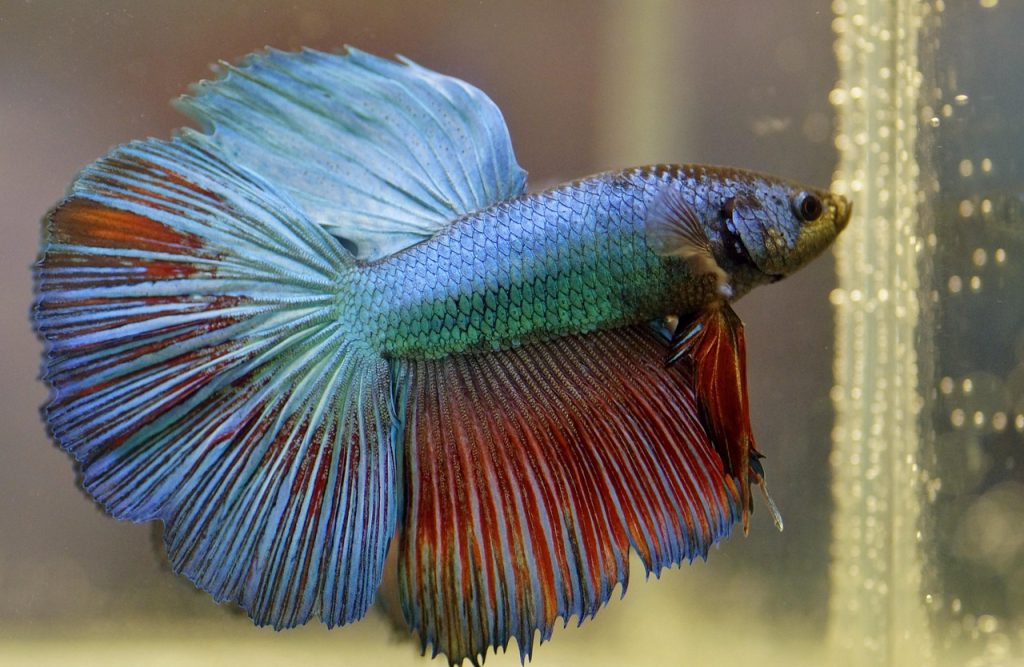 5 Main Reasons Why Betta Fish Fins Tear and How to Prevent Them