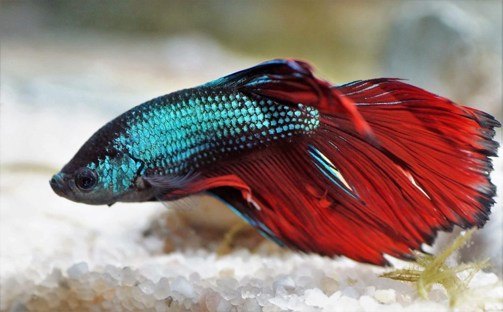 Understanding Swim Bladder Disorder in Betta Fish: Symptoms, Causes, and Treatment