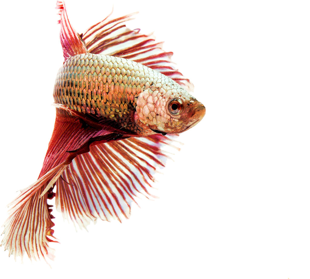 Cara Menyiapkan Wadah Breeding Ikan Cupang Hias dari Nol Sampai Siap Jodohkan