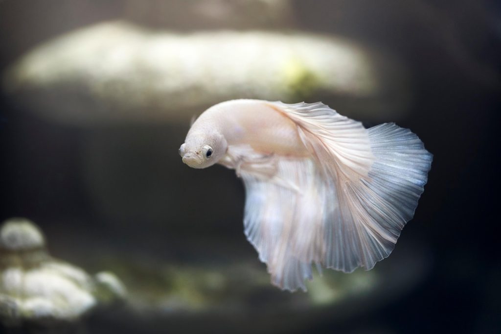 Menakar Manfaat Kutu Air untuk Kesehatan Pencernaan dan Ketajaman Sisik Ikan Cupang